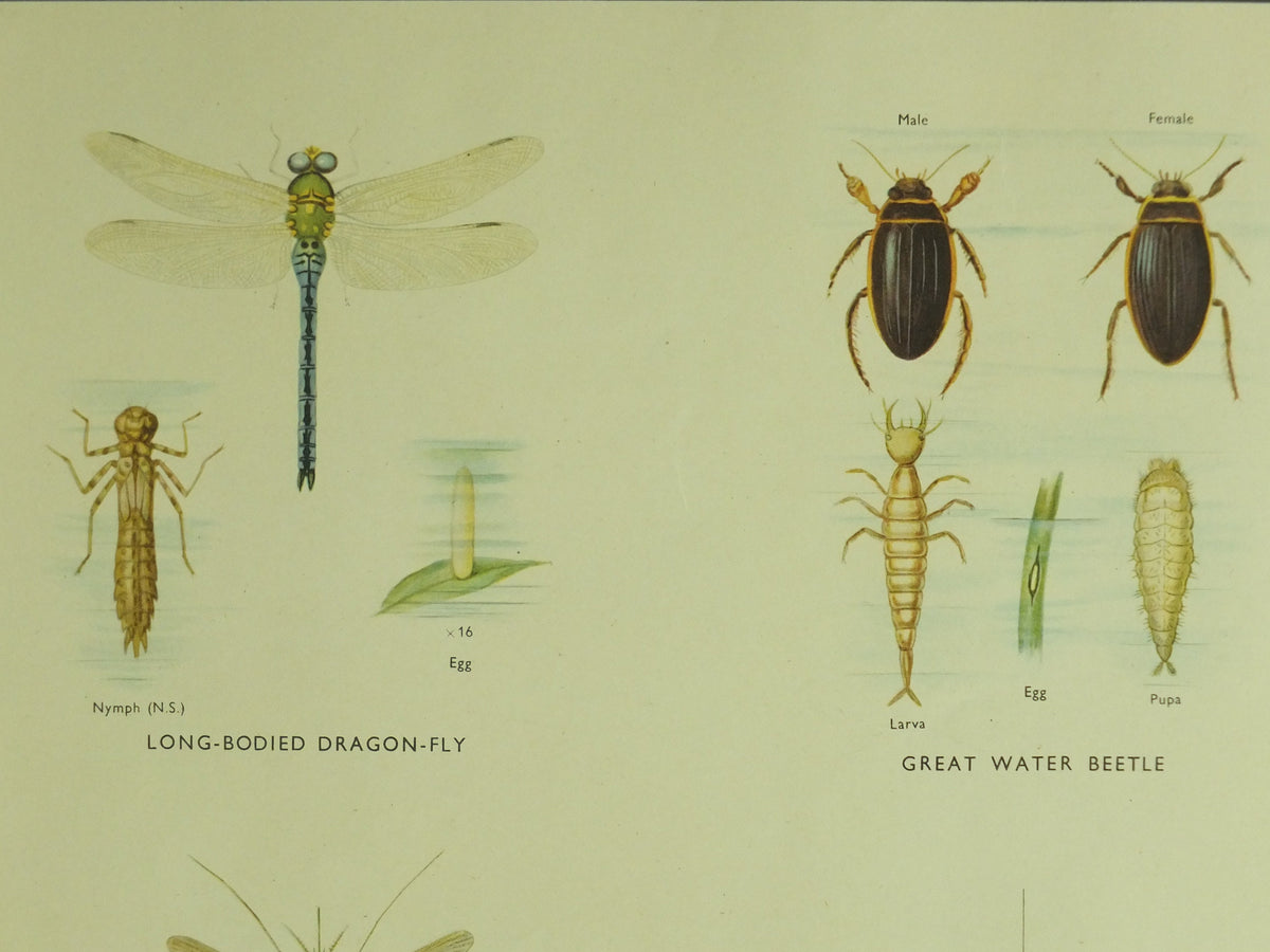 Original Vintage Macmillan Pond Insects Nature Educational Poster Dragonfly Water Beetle May Fly Gnat Caddis Fly print wall art 1950s