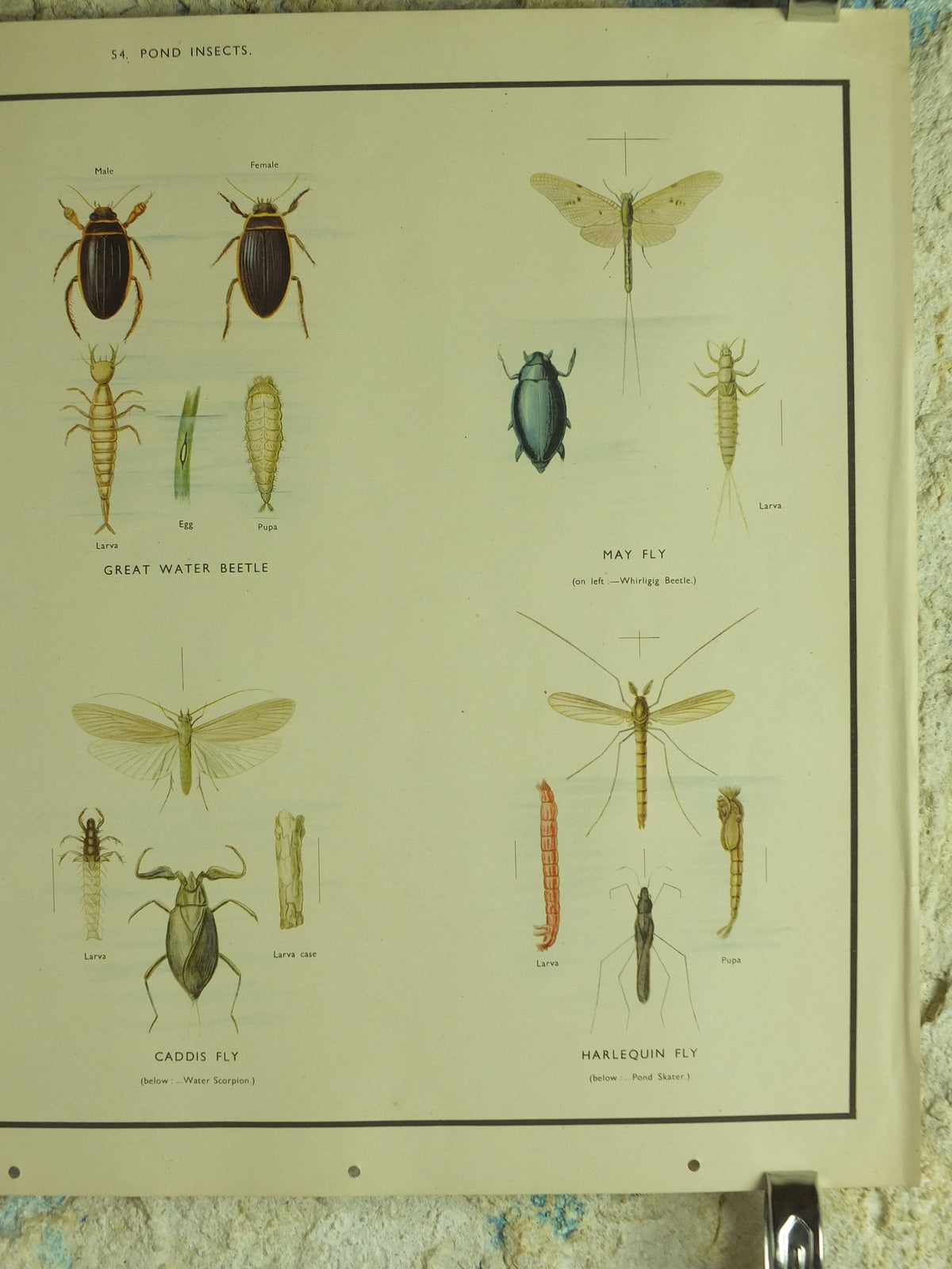 Original Vintage Macmillan Pond Insects Nature Educational Poster Dragonfly Water Beetle May Fly Gnat Caddis Fly print wall art 1950s