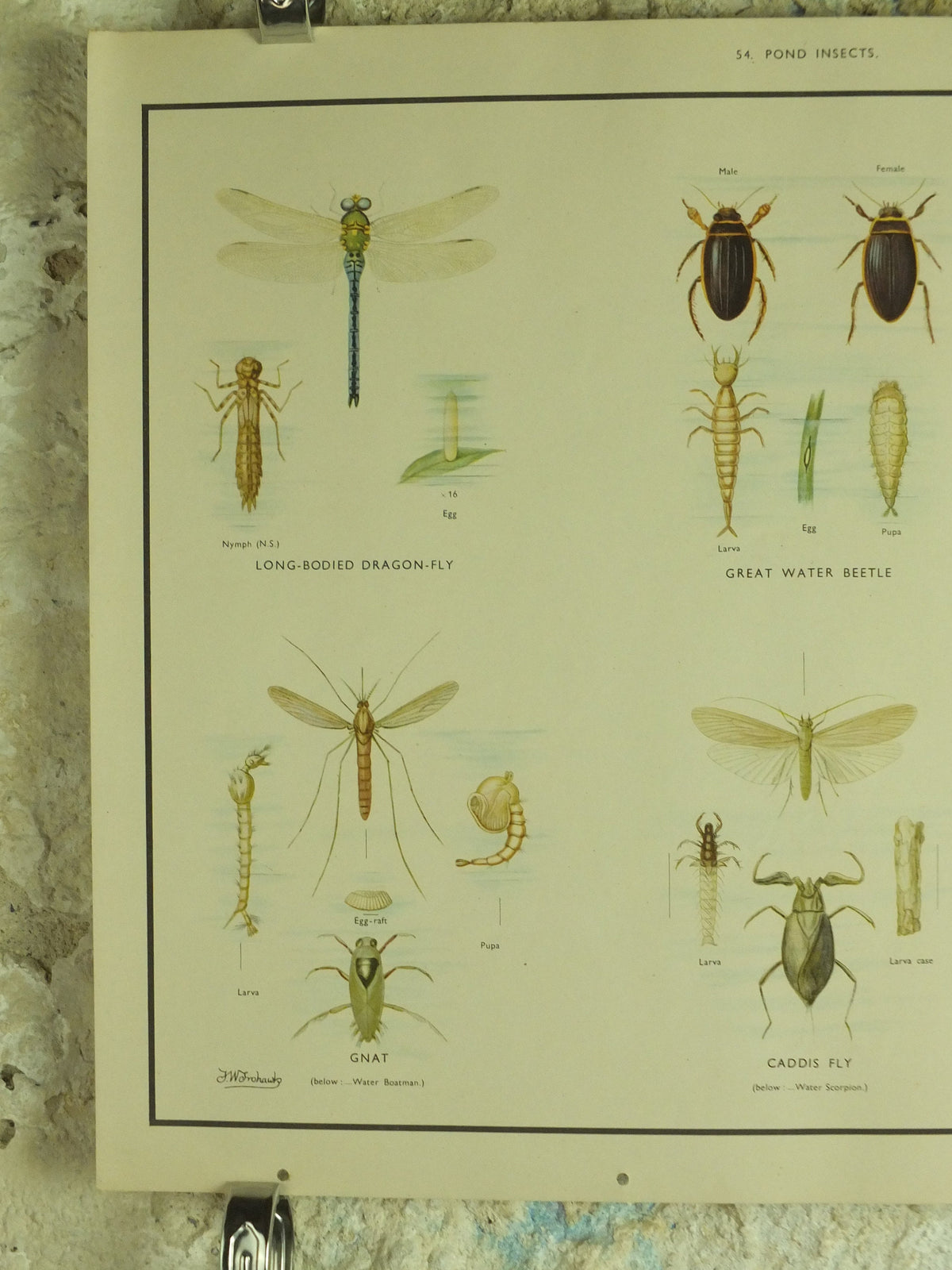 Original Vintage Macmillan Pond Insects Nature Educational Poster Dragonfly Water Beetle May Fly Gnat Caddis Fly print wall art 1950s