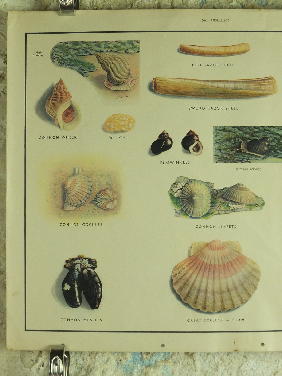 Original Vintage Macmillan Molluscs Nature Educational Poster Whelk Cockle Mussel Clam Limpet Oyster Razor print wall art Malacology 1950s