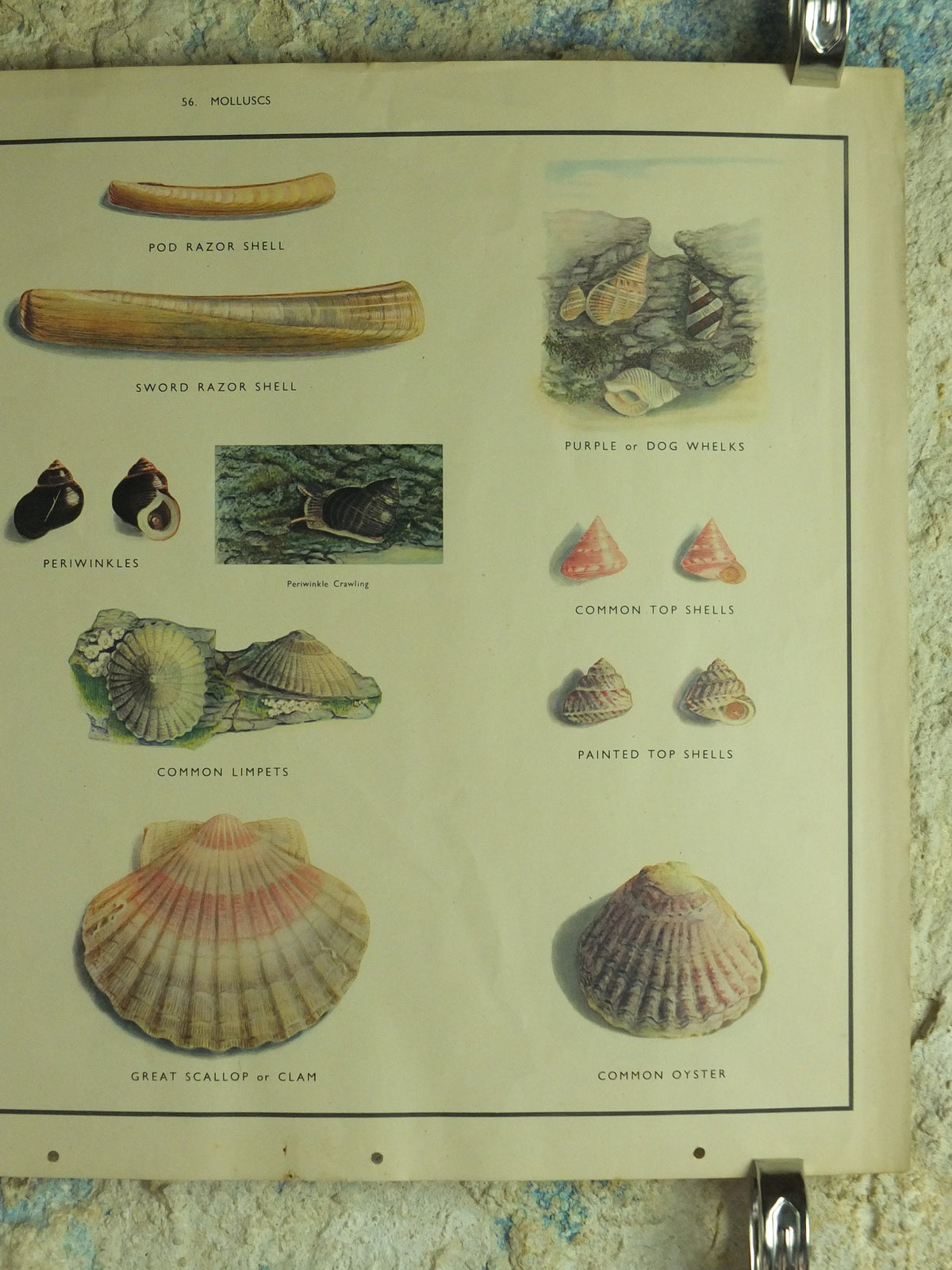 Original Vintage Macmillan Molluscs Nature Educational Poster Whelk Cockle Mussel Clam Limpet Oyster Razor print wall art Malacology 1950s