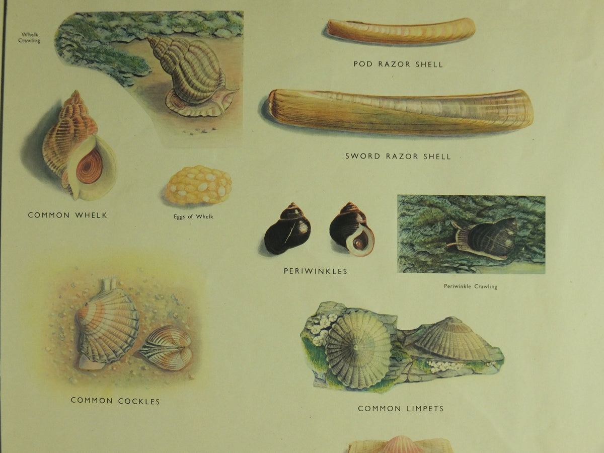 Original Vintage Macmillan Molluscs Nature Educational Poster Whelk Cockle Mussel Clam Limpet Oyster Razor print wall art Malacology 1950s