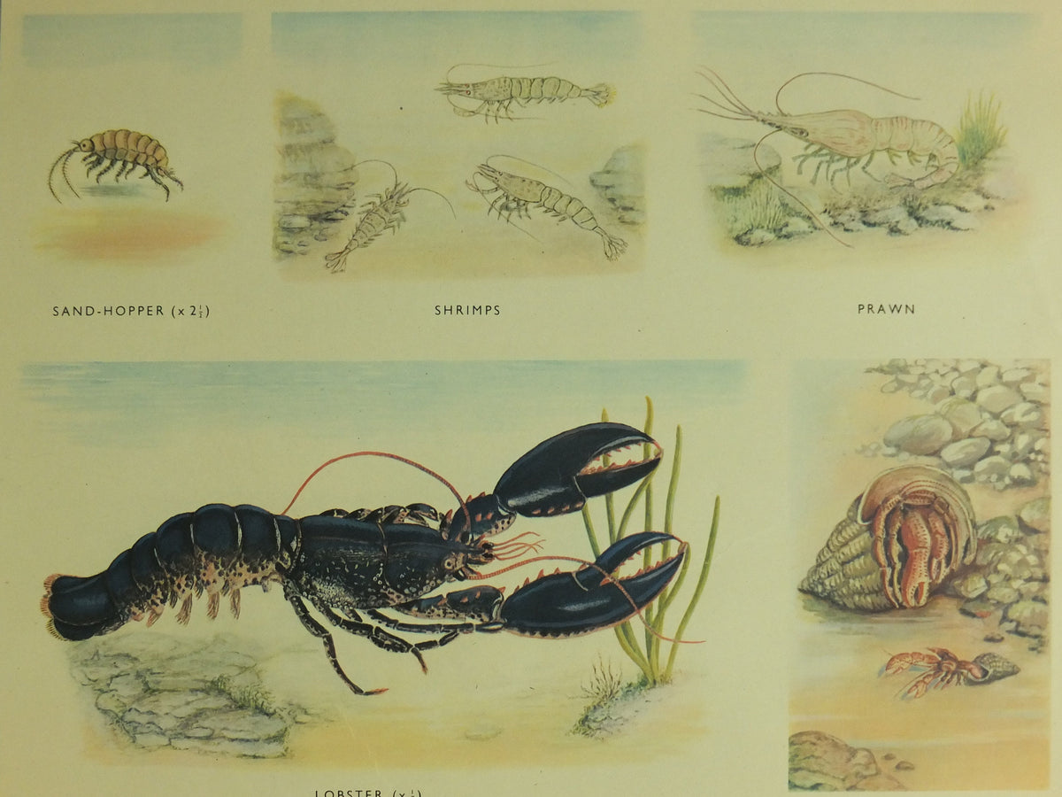 Original Vintage Macmillan Crustacea Nature Educational Poster Lobster Crab Urchin Prawn Shrimp Sandhopper print wall art Carcinology 1950s