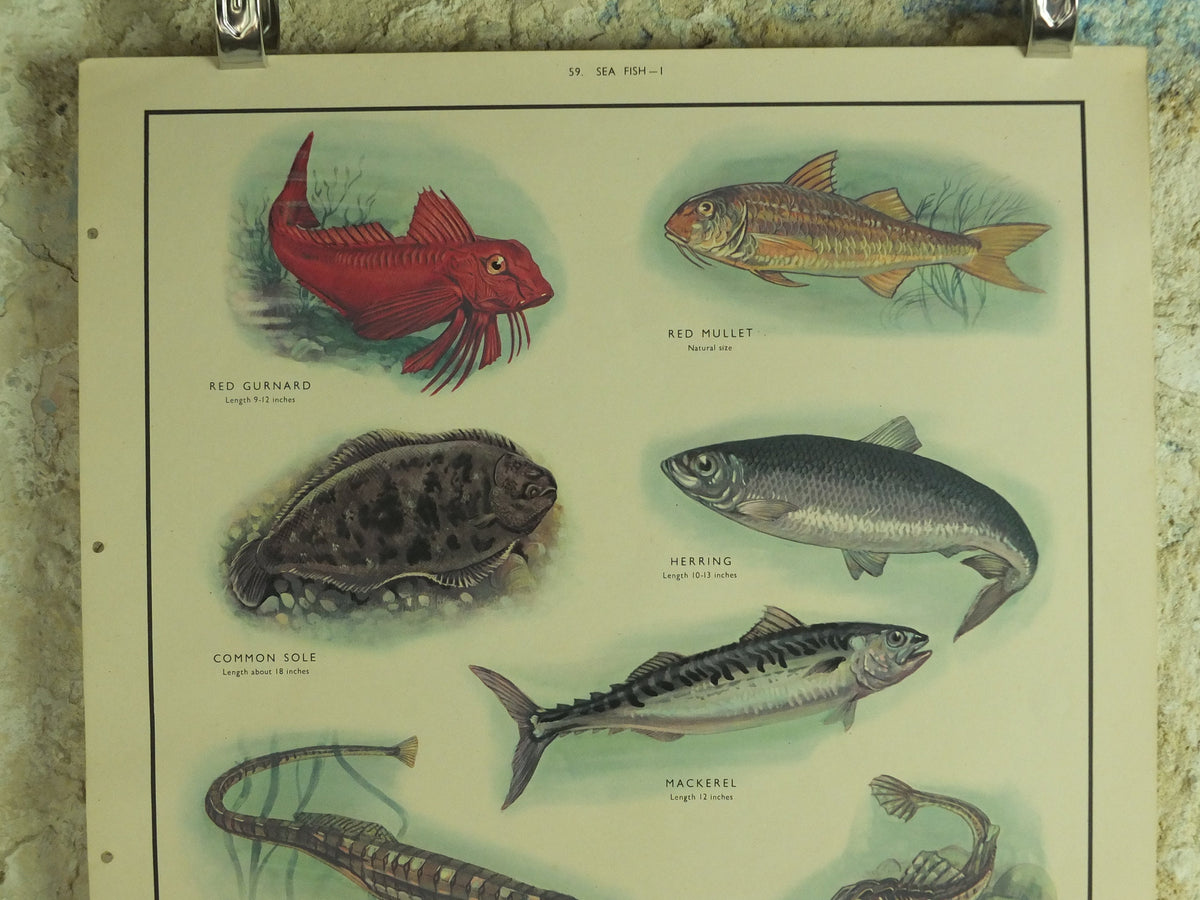 Original Vintage Macmillan Sea Fish Nature Educational Poster Gurnard Mullet Sole Herring Mackeral Eel Pipe Ichthyology print wall art 1950s