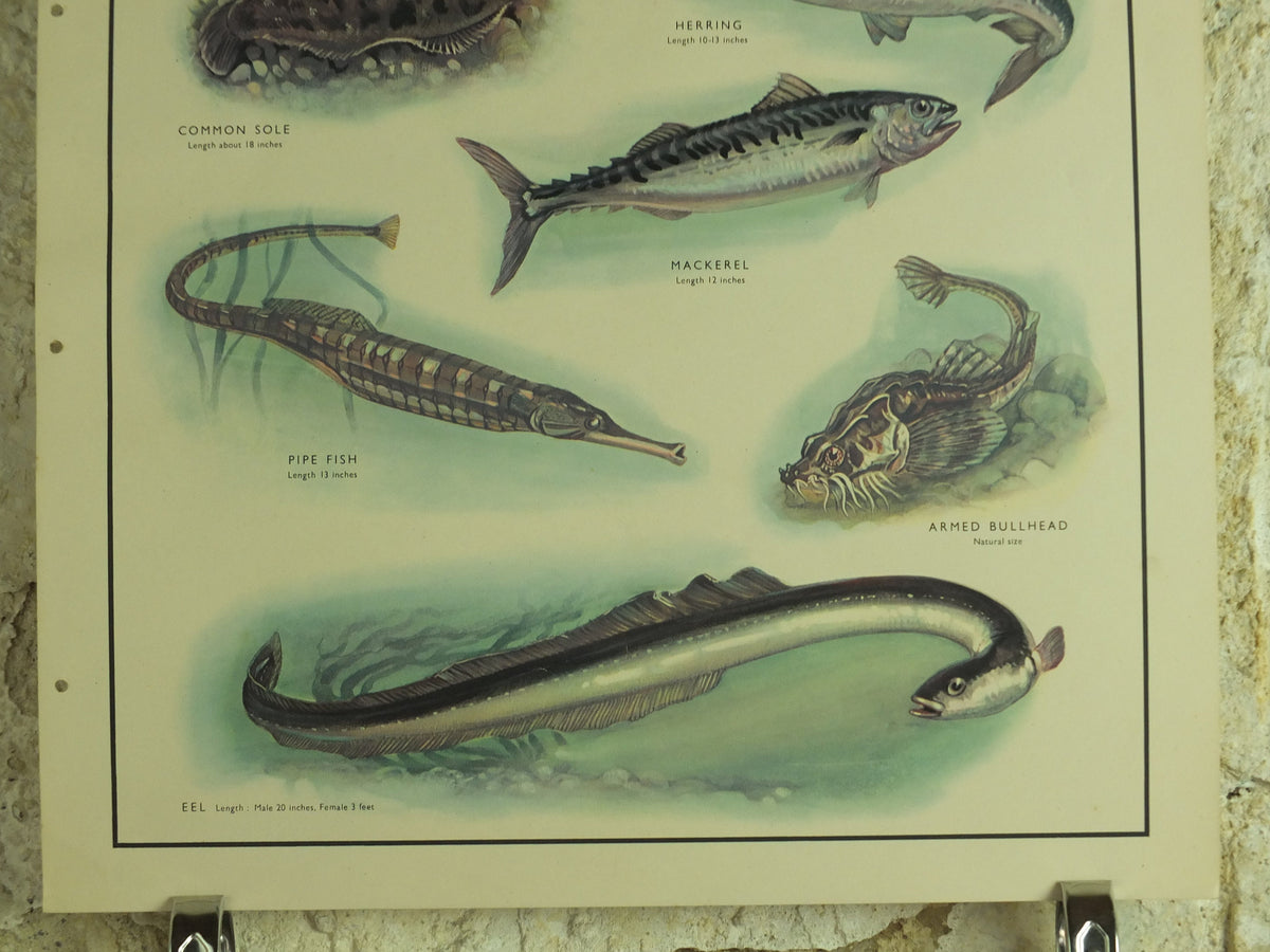 Original Vintage Macmillan Sea Fish Nature Educational Poster Gurnard Mullet Sole Herring Mackeral Eel Pipe Ichthyology print wall art 1950s