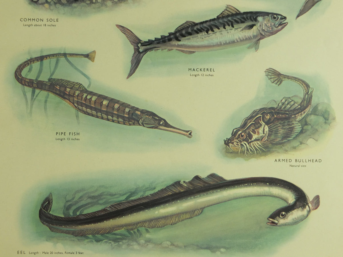 Original Vintage Macmillan Sea Fish Nature Educational Poster Gurnard Mullet Sole Herring Mackeral Eel Pipe Ichthyology print wall art 1950s