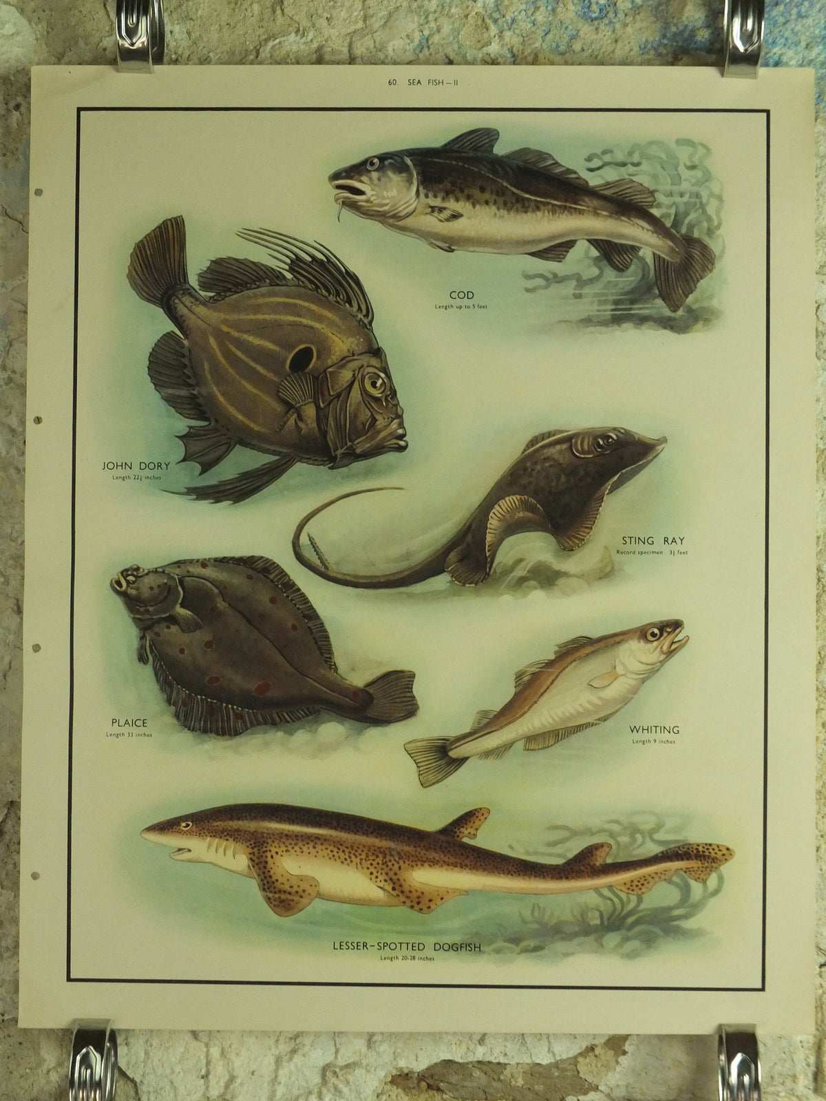 Original Vintage Macmillan Sea Fish Nature Educational Poster Cod John Dory Stingray Plaice Whiting Dogfish Ichthyology print wall art 1950s