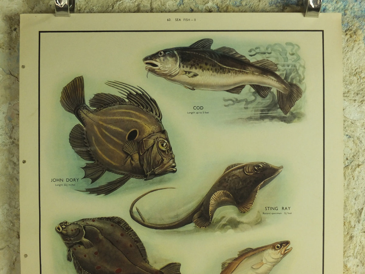 Original Vintage Macmillan Sea Fish Nature Educational Poster Cod John Dory Stingray Plaice Whiting Dogfish Ichthyology print wall art 1950s