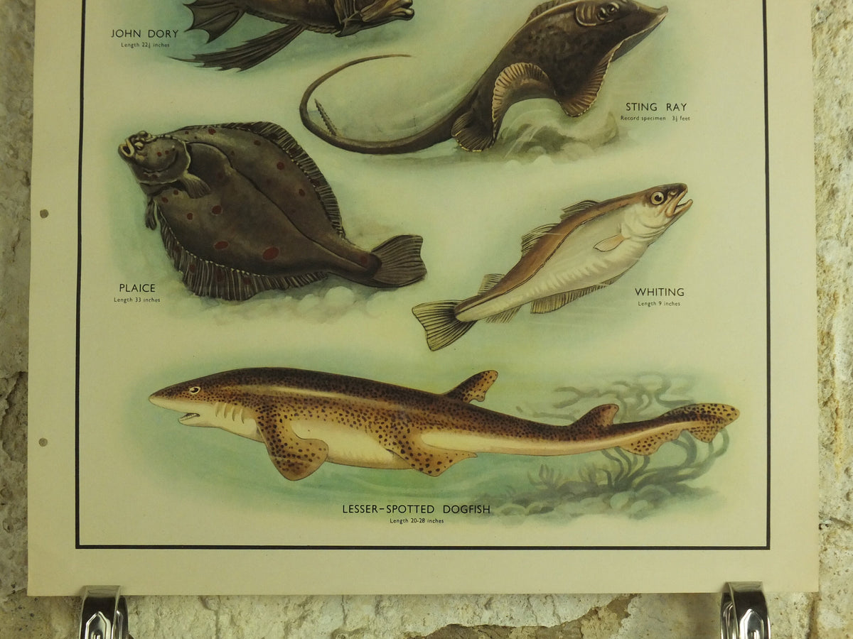Original Vintage Macmillan Sea Fish Nature Educational Poster Cod John Dory Stingray Plaice Whiting Dogfish Ichthyology print wall art 1950s