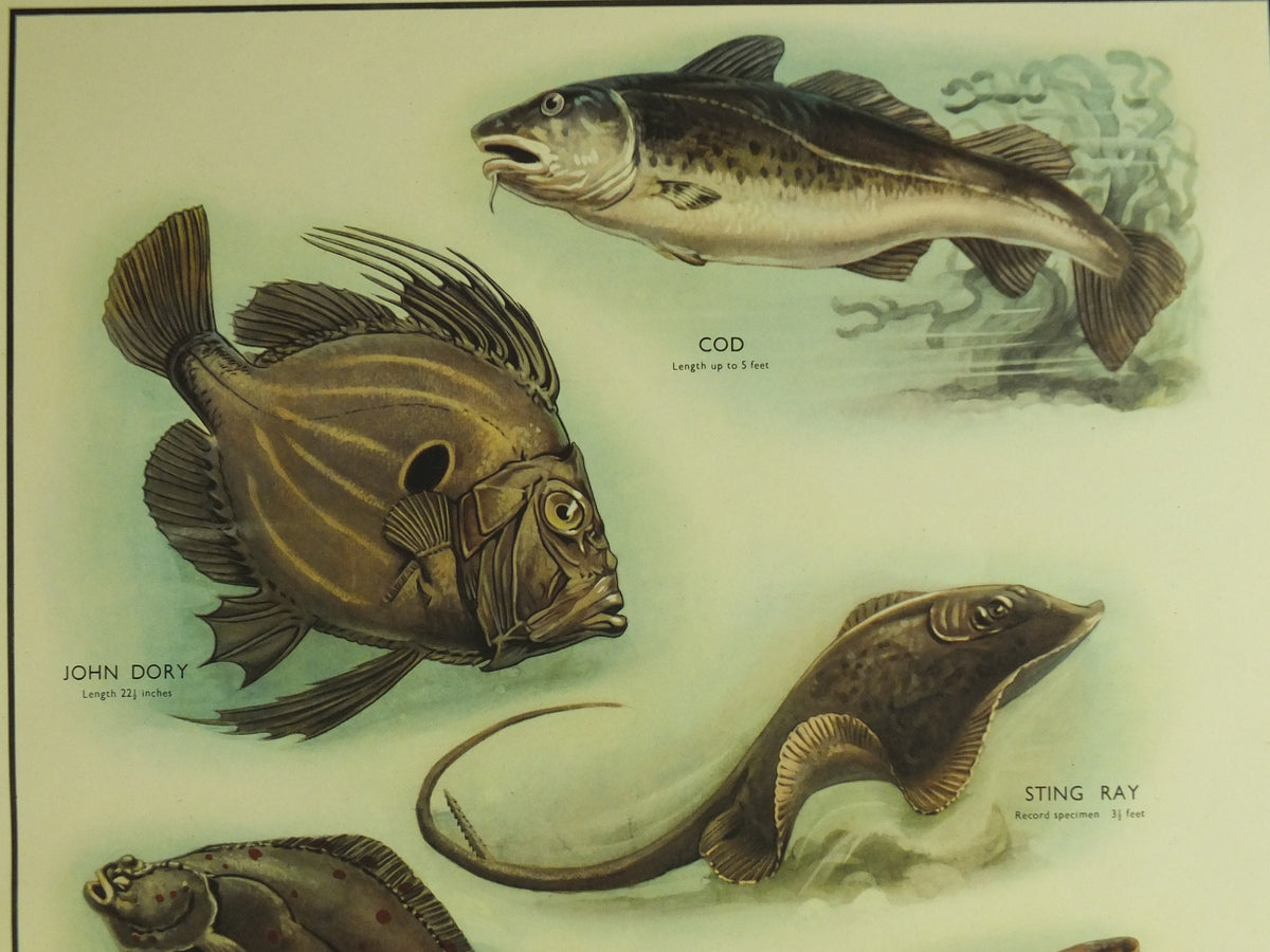 Original Vintage Macmillan Sea Fish Nature Educational Poster Cod John Dory Stingray Plaice Whiting Dogfish Ichthyology print wall art 1950s