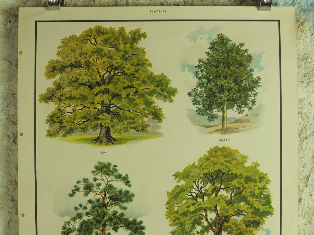Original Vintage British Trees Macmillan Educational Poster Oak Holly Scots Pine Elm flora nature plant print wall art botanical 1950s