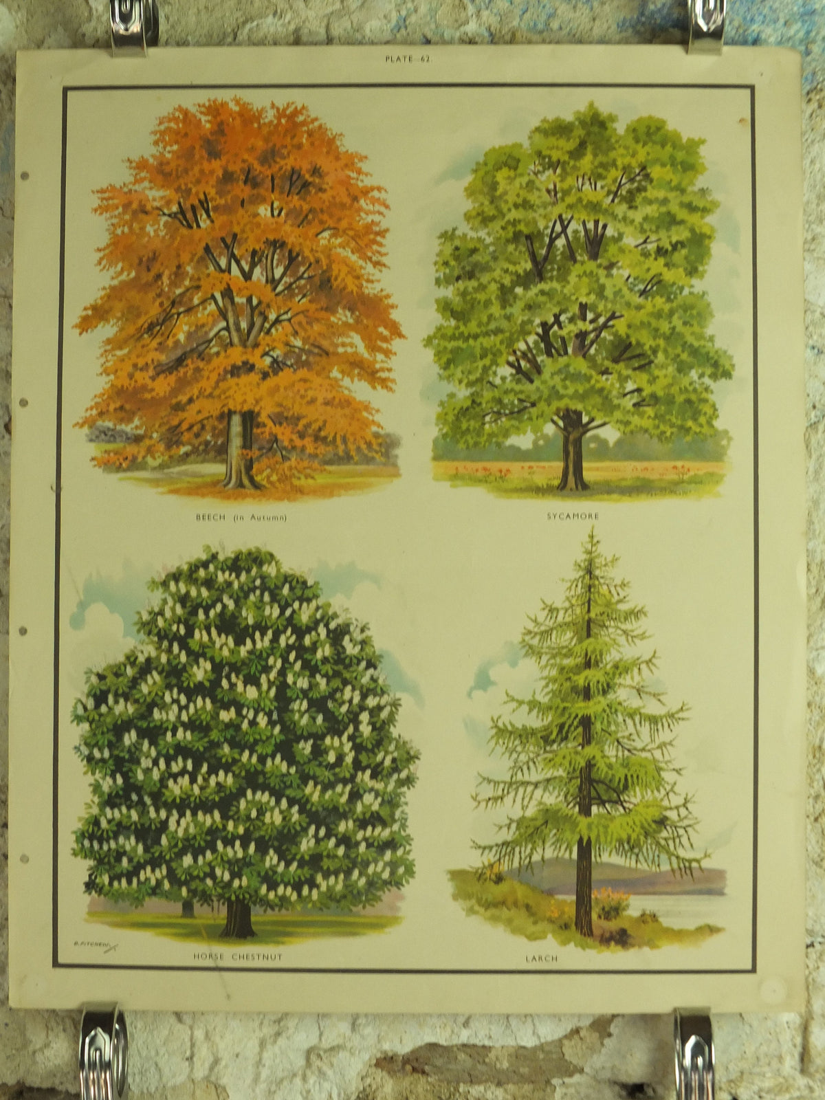 Original Vintage British Trees Macmillan Educational Poster Beech Sycamore Horse Chestnut Larch flora nature print wall art botanical 1950s