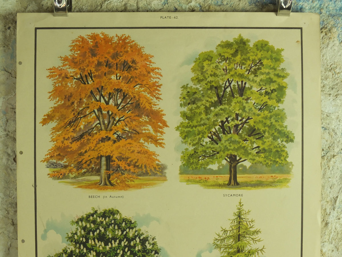 Original Vintage British Trees Macmillan Educational Poster Beech Sycamore Horse Chestnut Larch flora nature print wall art botanical 1950s