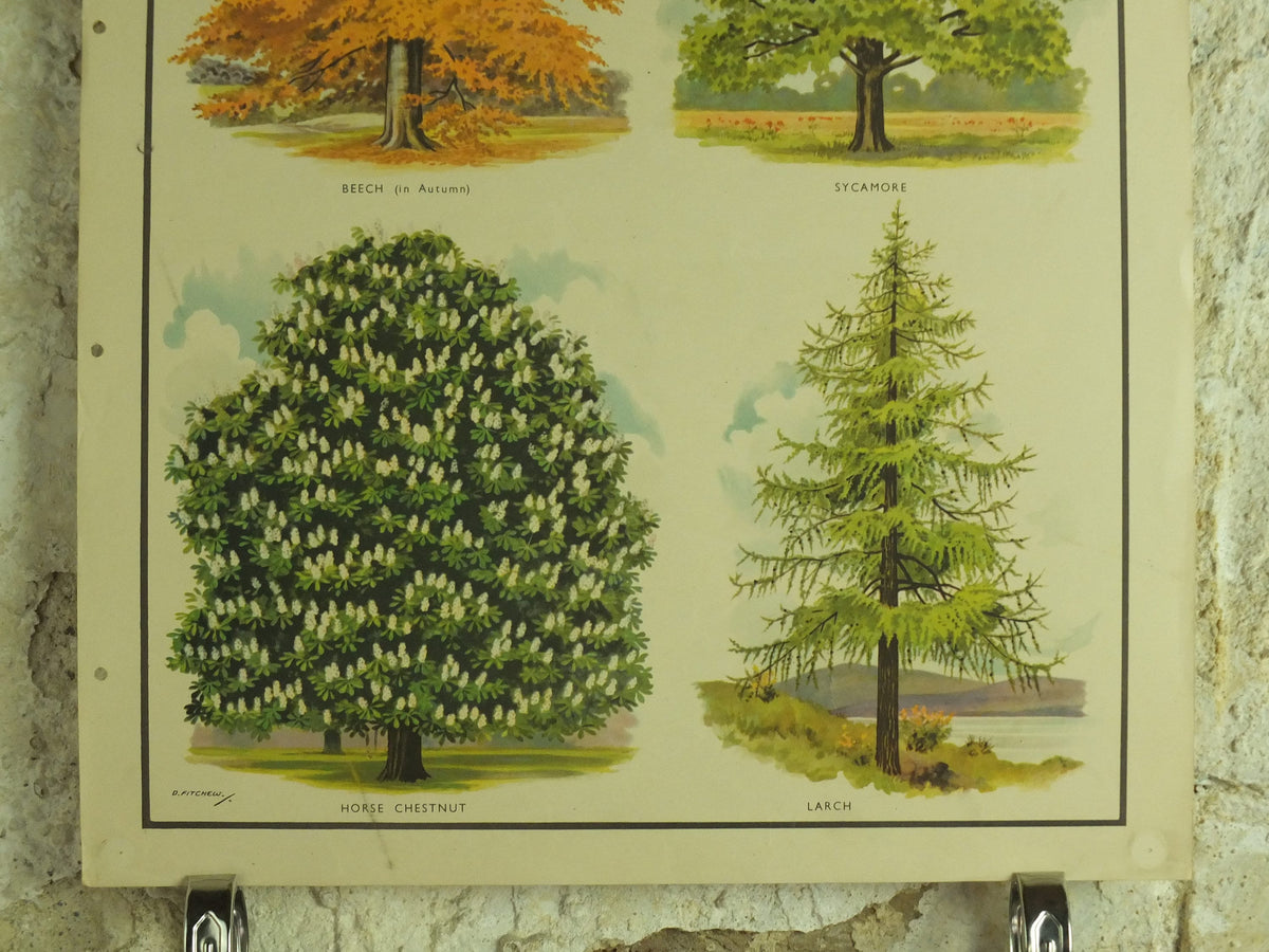 Original Vintage British Trees Macmillan Educational Poster Beech Sycamore Horse Chestnut Larch flora nature print wall art botanical 1950s