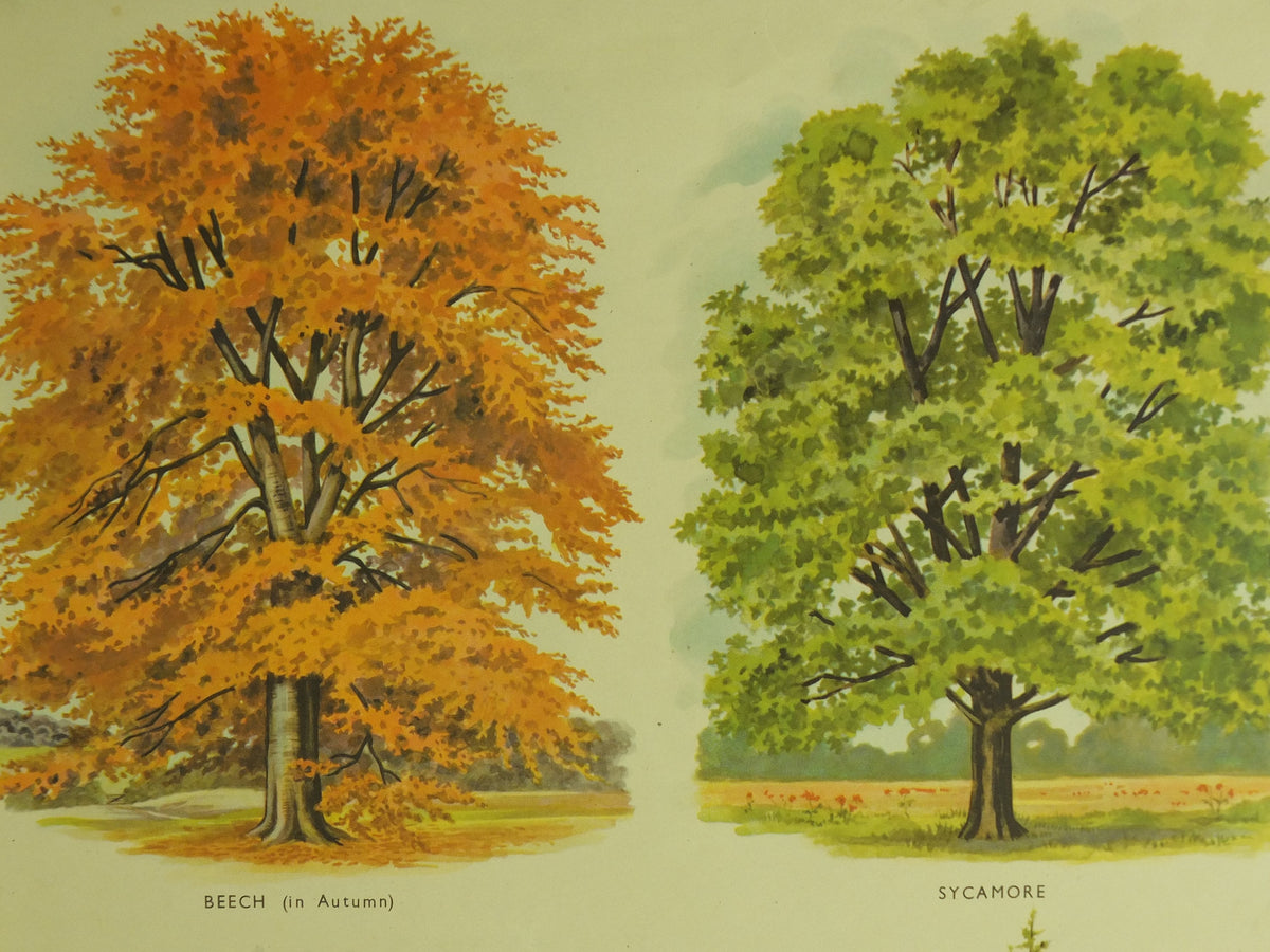 Original Vintage British Trees Macmillan Educational Poster Beech Sycamore Horse Chestnut Larch flora nature print wall art botanical 1950s