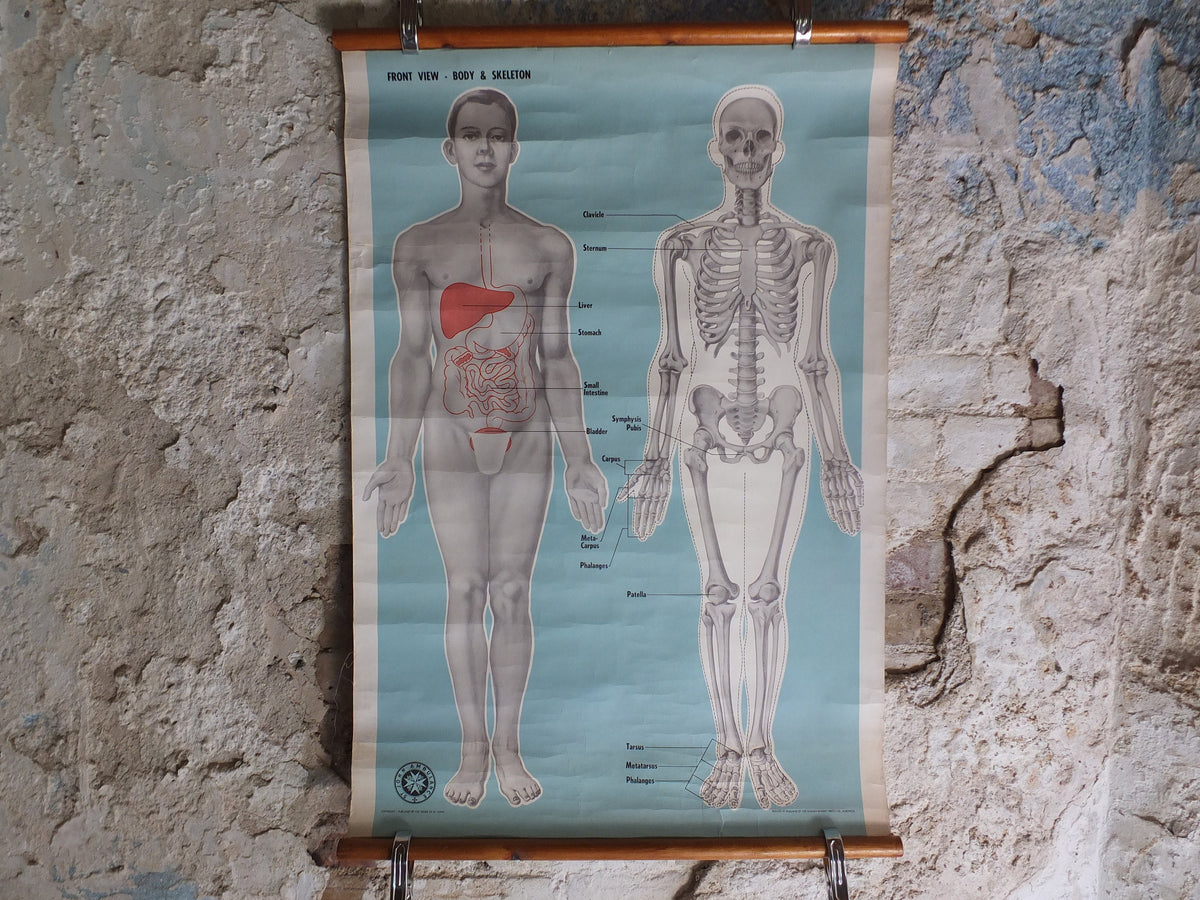 Original Vintage St Johns Ambulance Wall Chart human powder blue poster anatomical anatomy biology body medicine doctor wall art retro 1950s