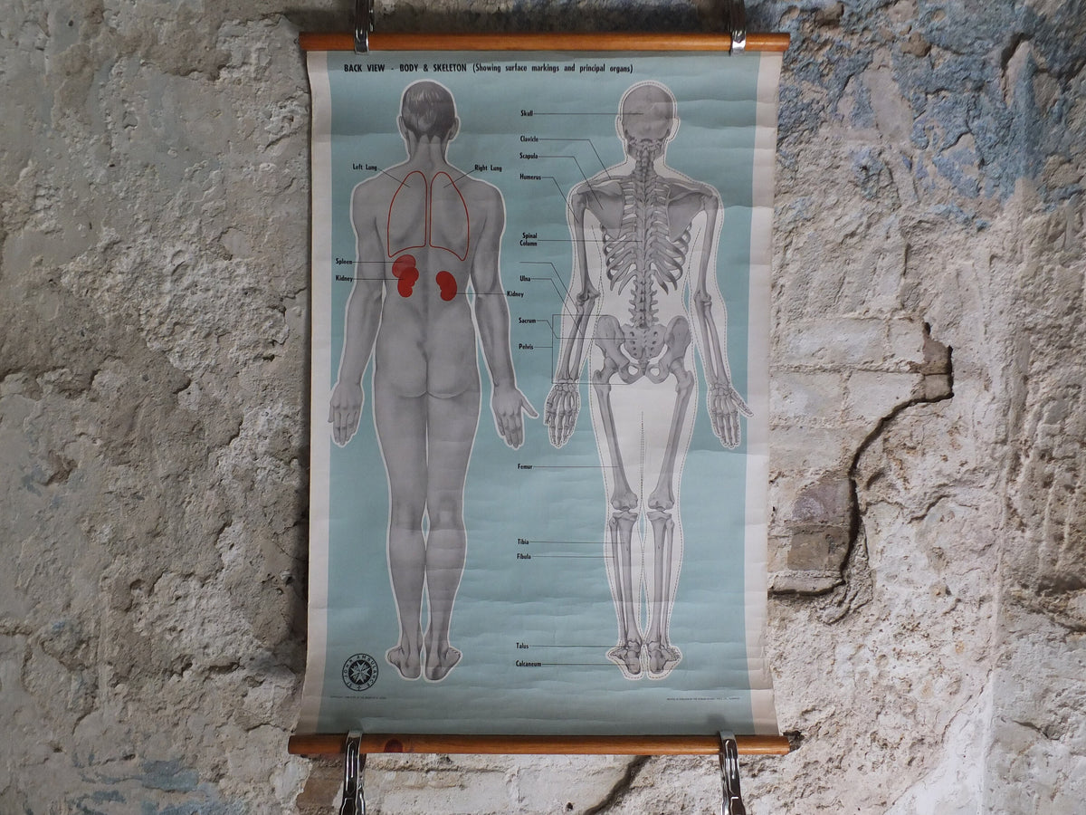Original Vintage St Johns Ambulance Wall Chart human powder blue poster anatomical anatomy biology body medicine doctor wall art retro 1950s
