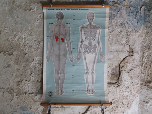 Original Vintage St Johns Ambulance Wall Chart human powder blue poster anatomical anatomy biology body medicine doctor wall art retro 1950s