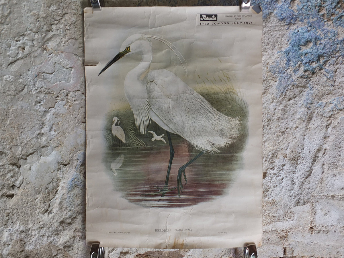 Vintage John Gould Birds Heron Herodias Garzetta Little Egret Ipex London Poster rotaprint exhibition wall art retro 1970s 1971