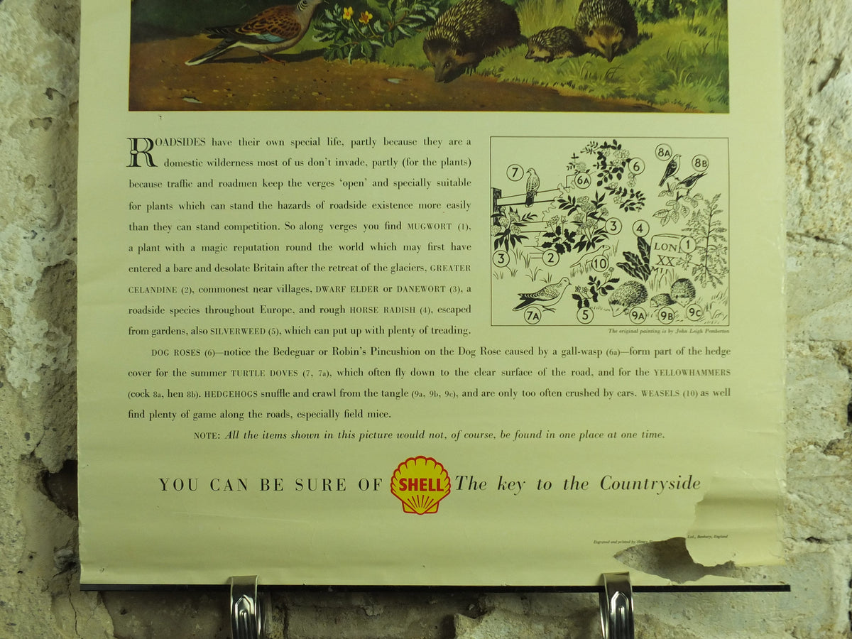 Vintage Shell Guide to Life on the Road Poster, botanical and zoological, educational wall art by John Leigh Pemberton 1950s