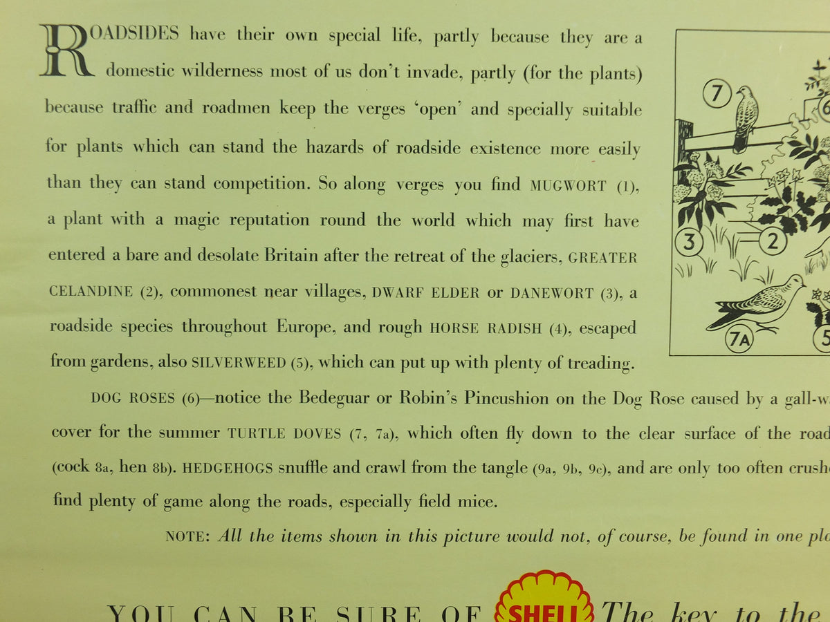 Vintage Shell Guide to Life on the Road Poster, botanical and zoological, educational wall art by John Leigh Pemberton 1950s