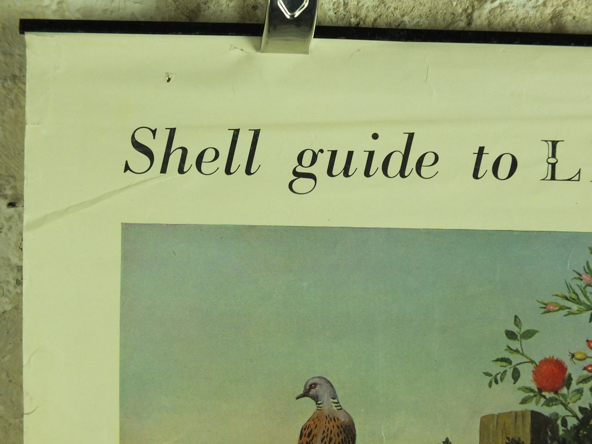 Vintage Shell Guide to Life on the Road Poster, botanical and zoological, educational wall art by John Leigh Pemberton 1950s