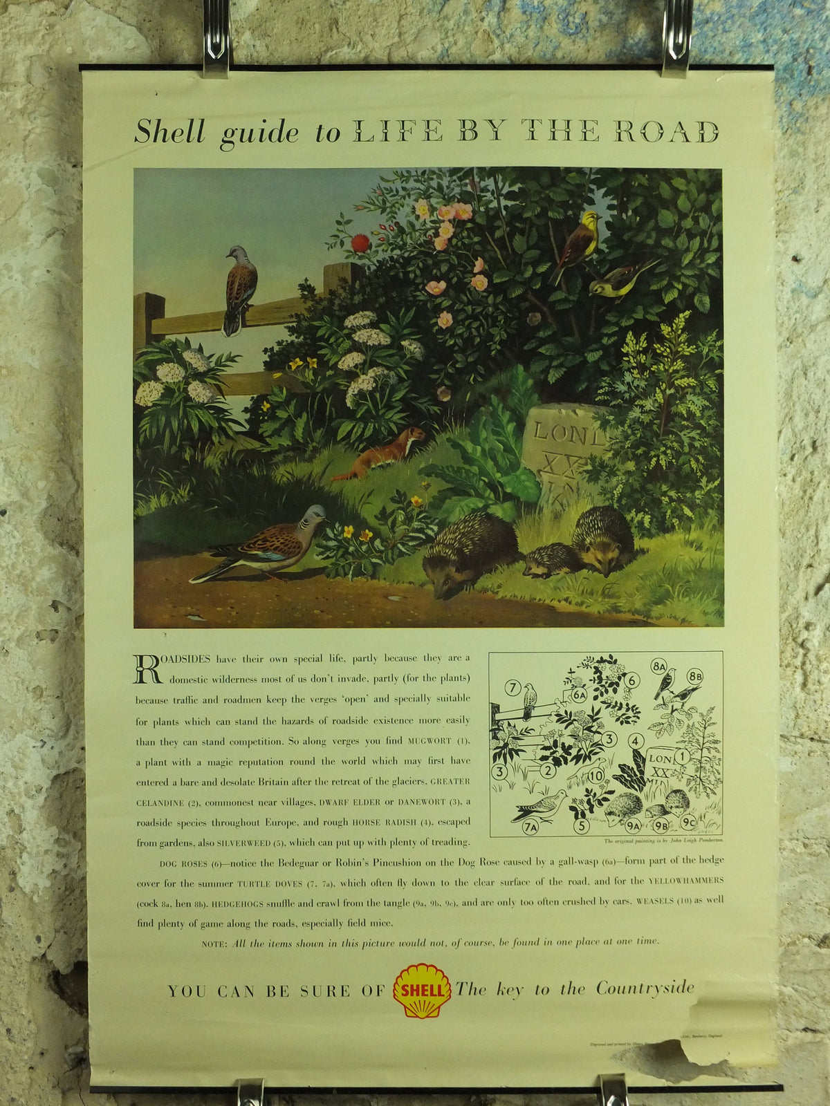 Vintage Shell Guide to Life on the Road Poster, botanical and zoological, educational wall art by John Leigh Pemberton 1950s