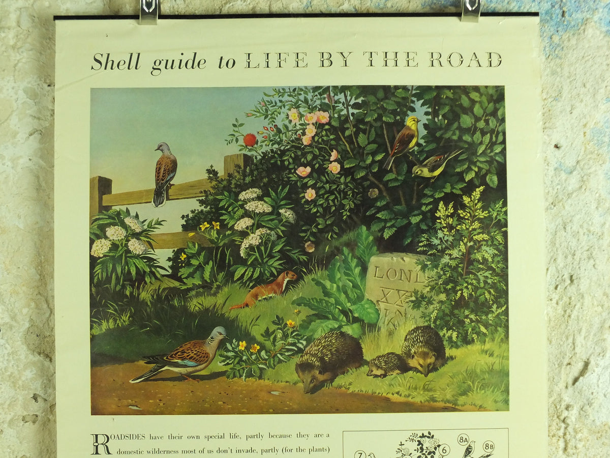 Vintage Shell Guide to Life on the Road Poster, botanical and zoological, educational wall art by John Leigh Pemberton 1950s
