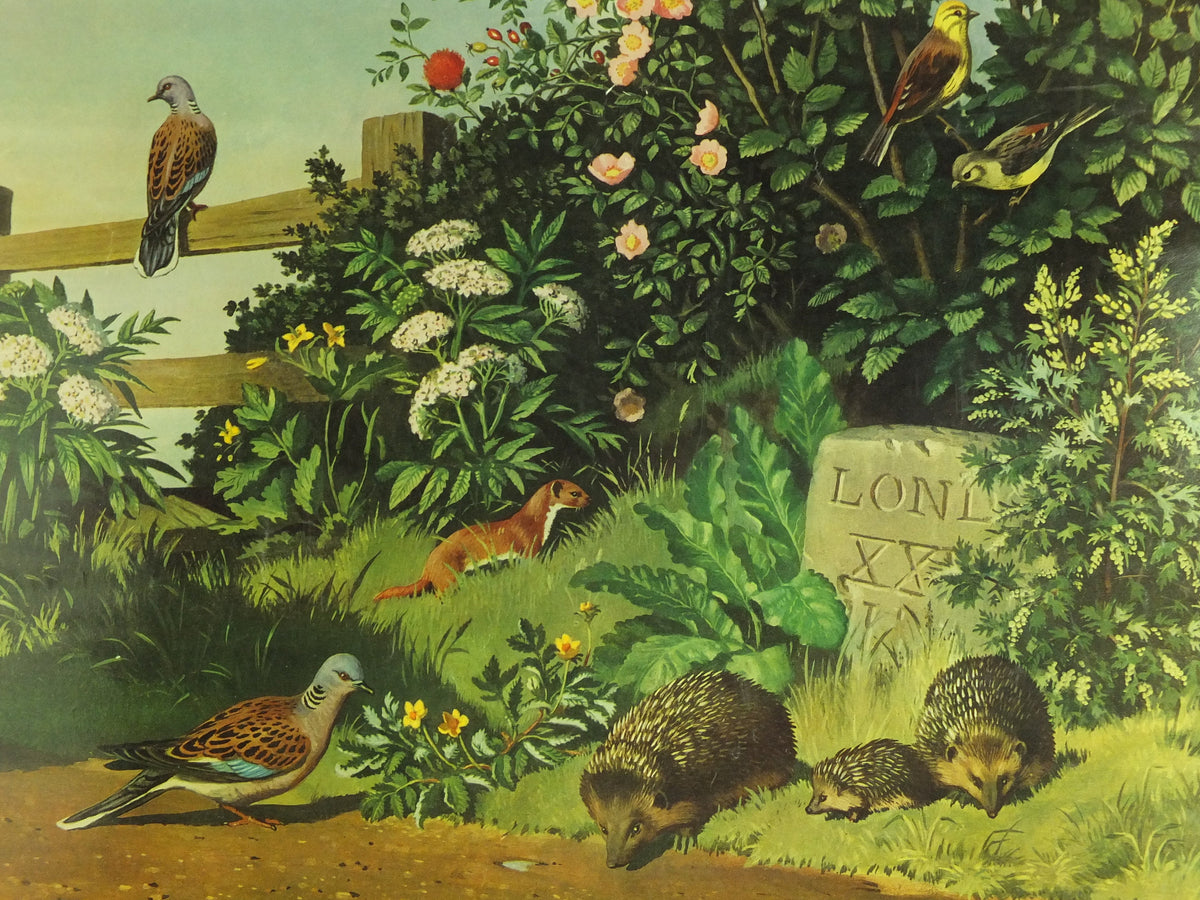Vintage Shell Guide to Life on the Road Poster, botanical and zoological, educational wall art by John Leigh Pemberton 1950s