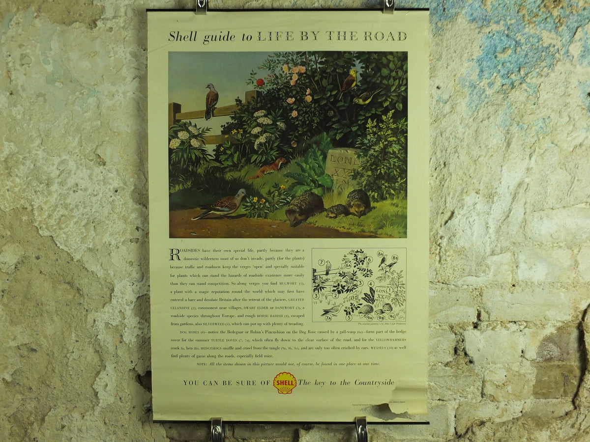 Vintage Shell Guide to Life on the Road Poster, botanical and zoological, educational wall art by John Leigh Pemberton 1950s