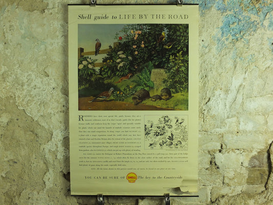 Vintage Shell Guide to Life on the Road Poster, botanical and zoological, educational wall art by John Leigh Pemberton 1950s