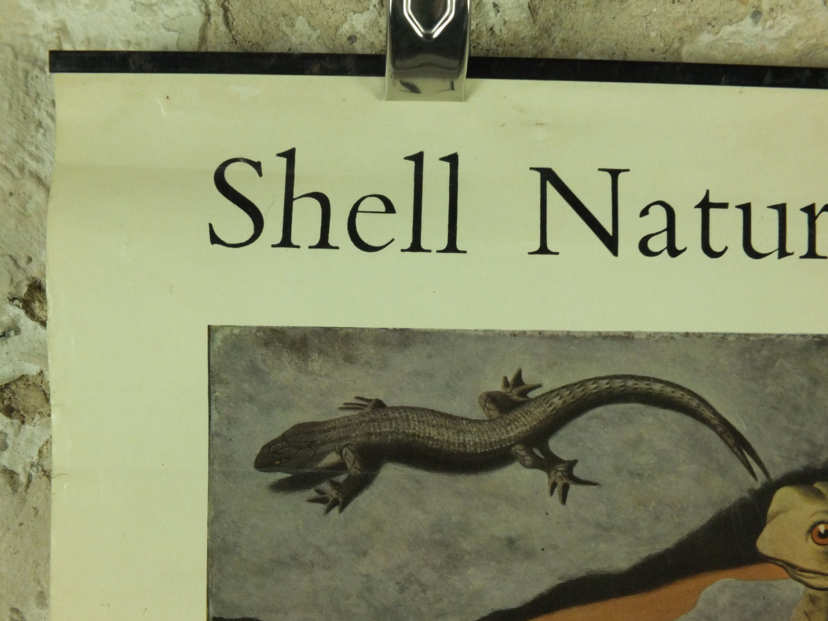 Vintage Shell Reptiles and Amphibians Poster, zoological snakes frogs and lizards, educational wall art by Tristram Hillier 1950s