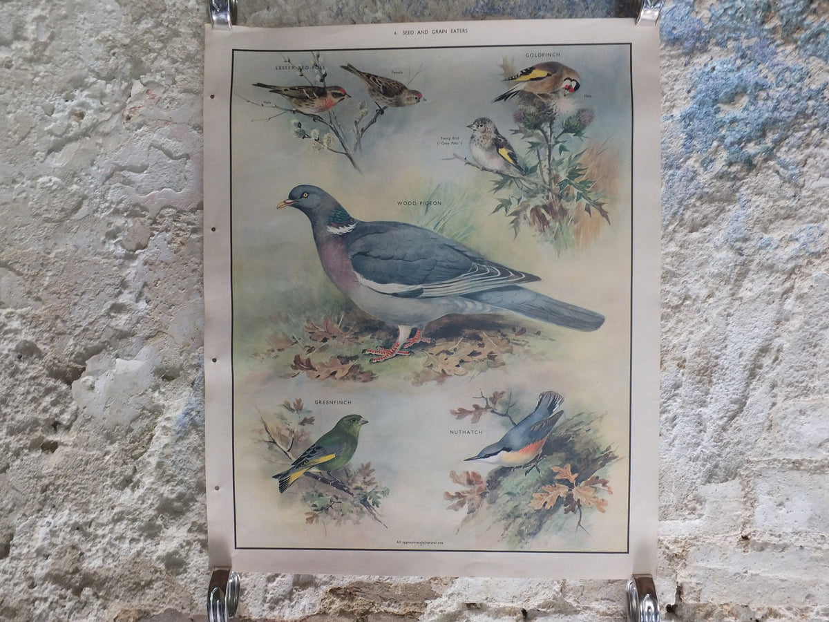 Original Vintage Macmillan Birds Nature Educational Poster Wood Pigeon Goldfinch Pull Greenfinch Nuthatch print wall art ornithology 1950s