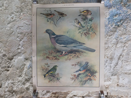 Original Vintage Macmillan Birds Nature Educational Poster Wood Pigeon Goldfinch Pull Greenfinch Nuthatch print wall art ornithology 1950s