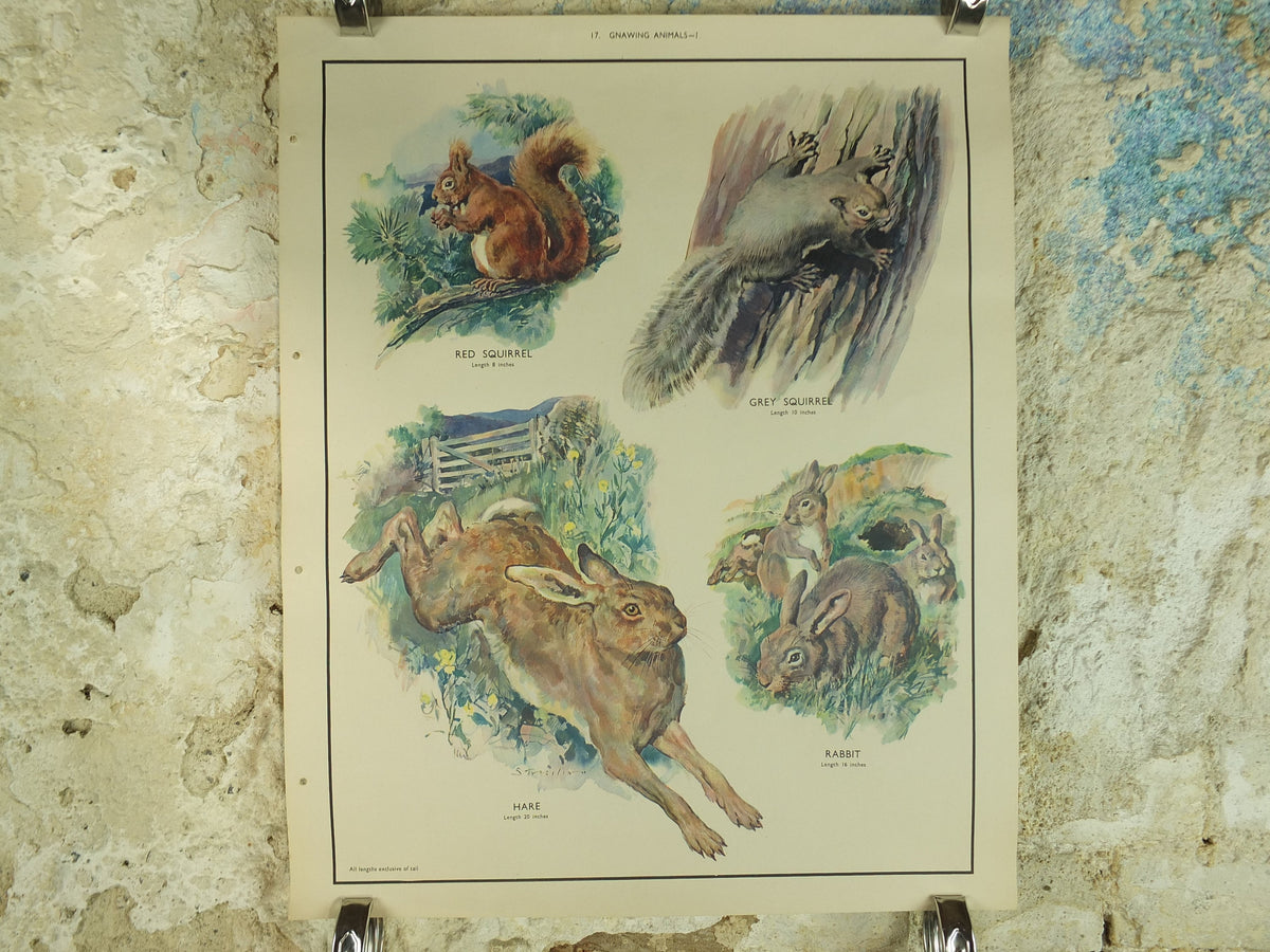 Original Vintage Macmillan Animals Nature Educational Poster Gnawing Red Gray Squirrel Hare Rabbit Grey print wall art biology zoology 1950s