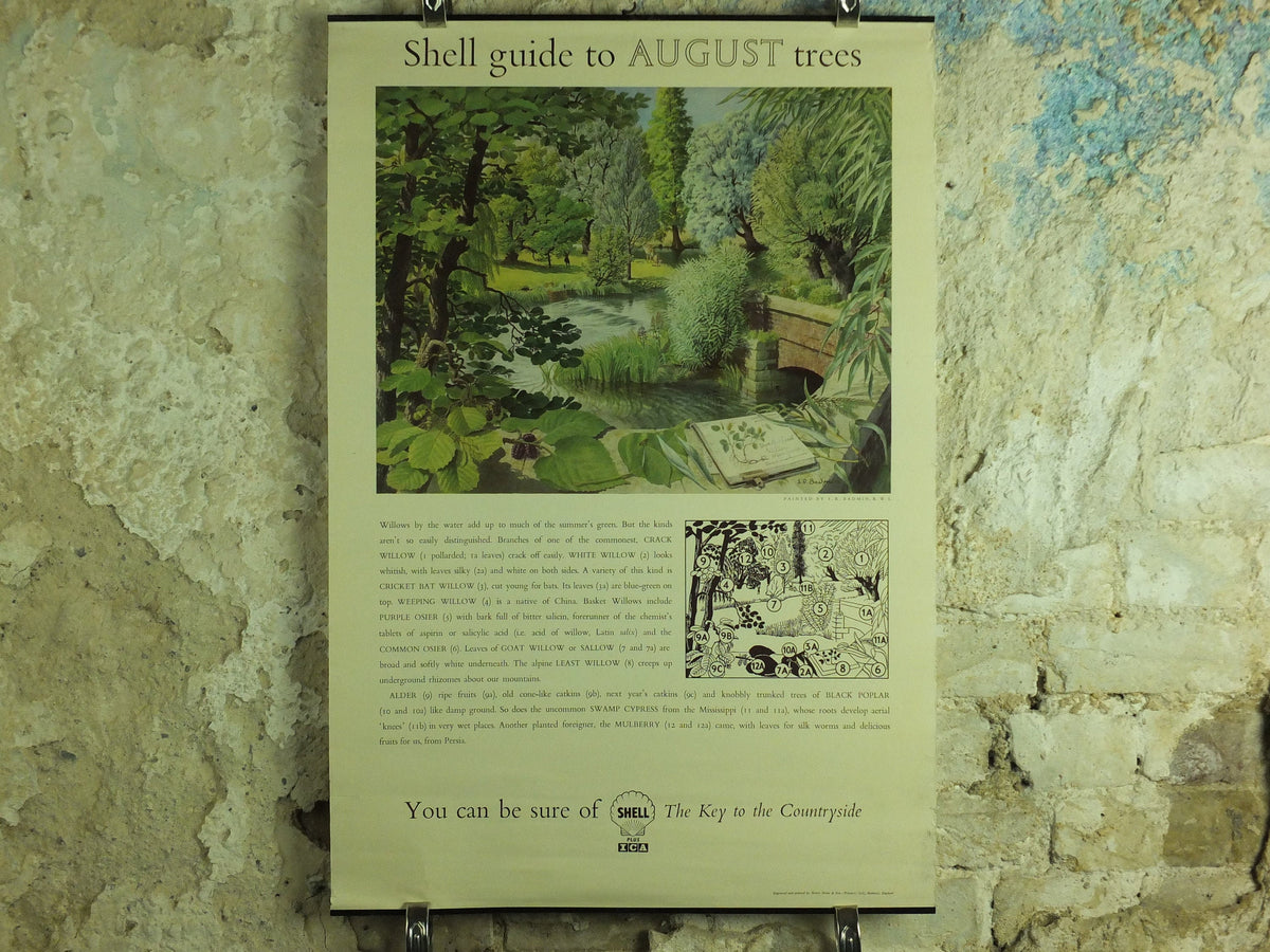 Vintage Shell Guide to August Trees Poster, botanical school education wall art by S.R. Badmin 1950s