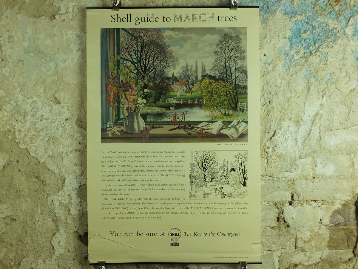 Vintage Shell Guide to March Trees Poster, botanical school education wall art by S.R. Badmin 1950s