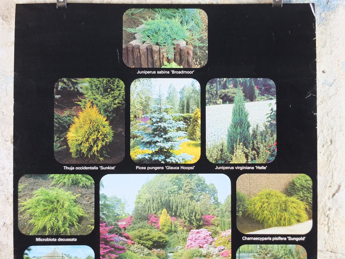 Botanical Dutch Poster, Plant Publicity Holland, Juniperus, Taxus, Thuja, wall art 1980s