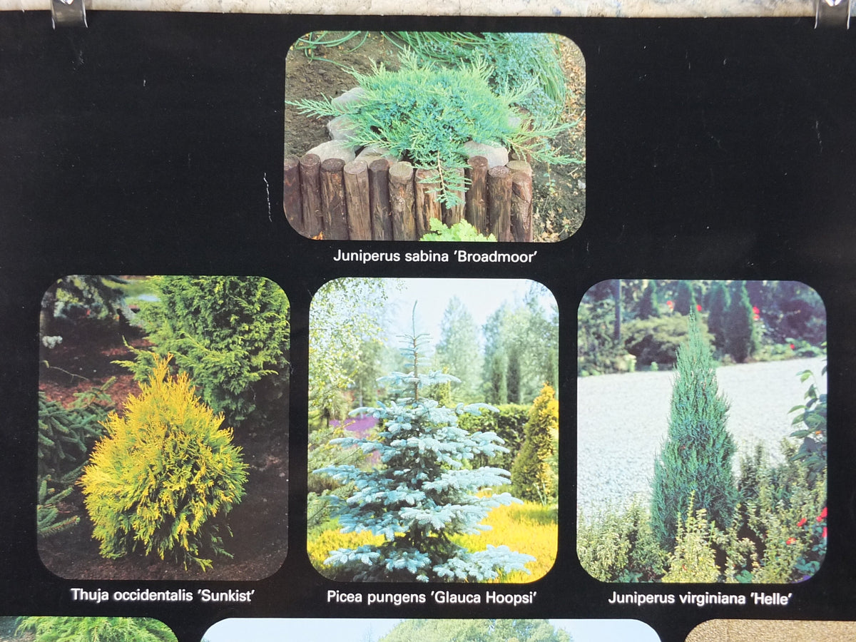 Botanical Dutch Poster, Plant Publicity Holland, Juniperus, Taxus, Thuja, wall art 1980s