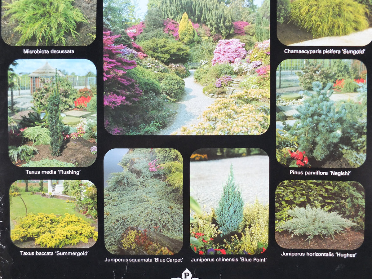 Botanical Dutch Poster, Plant Publicity Holland, Juniperus, Taxus, Thuja, wall art 1980s