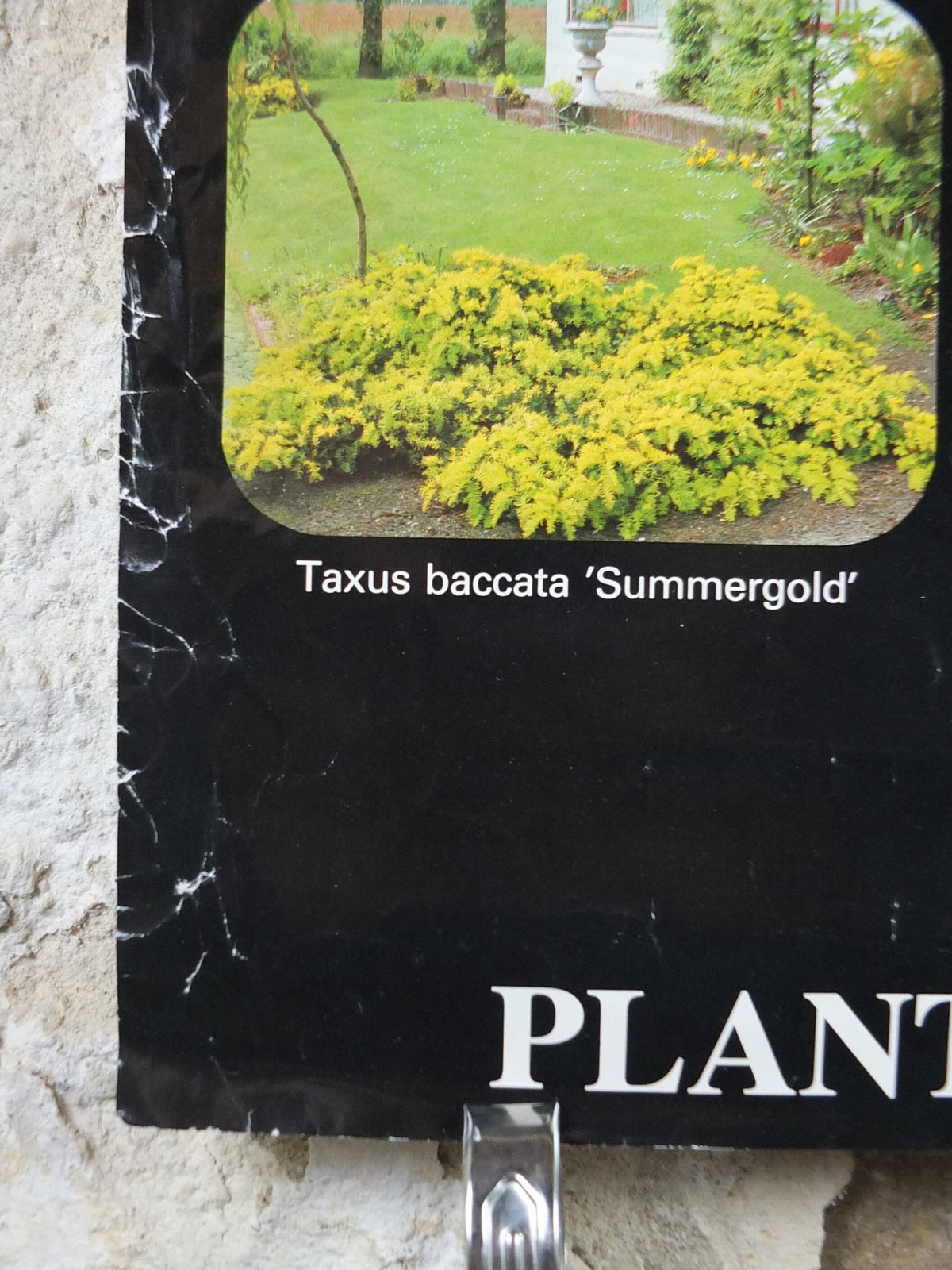 Botanical Dutch Poster, Plant Publicity Holland, Juniperus, Taxus, Thuja, wall art 1980s