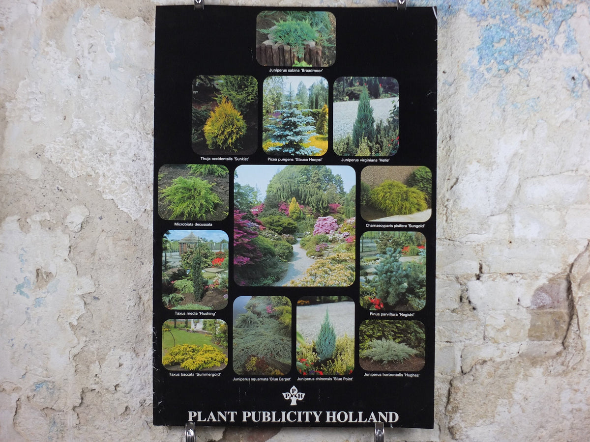 Botanical Dutch Poster, Plant Publicity Holland, Juniperus, Taxus, Thuja, wall art 1980s