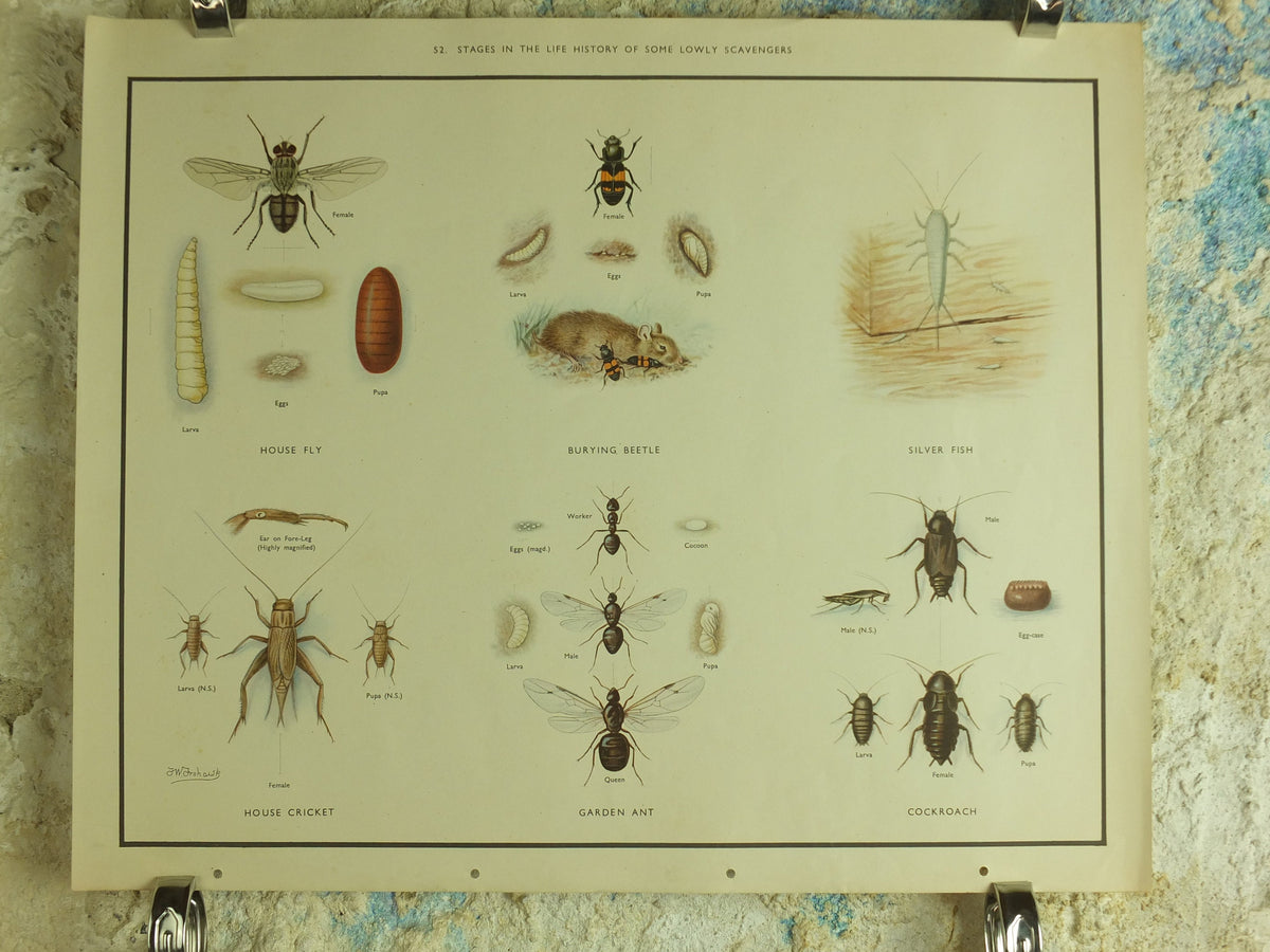 Original Vintage Macmillan Beetles Nature Educational Poster House fly silver fish house cricket ant cockroach print wall art 1950s