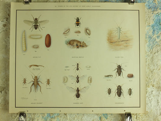 Original Vintage Macmillan Beetles Nature Educational Poster House fly silver fish house cricket ant cockroach print wall art 1950s