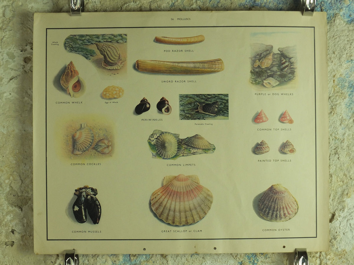 Original Vintage Macmillan Molluscs Nature Educational Poster Whelk Cockle Mussel Clam Limpet Oyster Razor print wall art Malacology 1950s