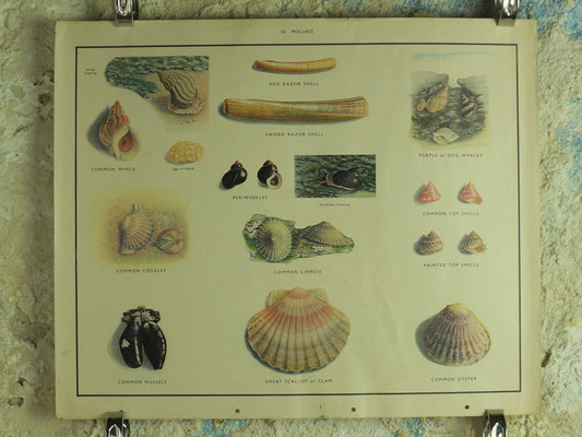 Original Vintage Macmillan Molluscs Nature Educational Poster Whelk Cockle Mussel Clam Limpet Oyster Razor print wall art Malacology 1950s