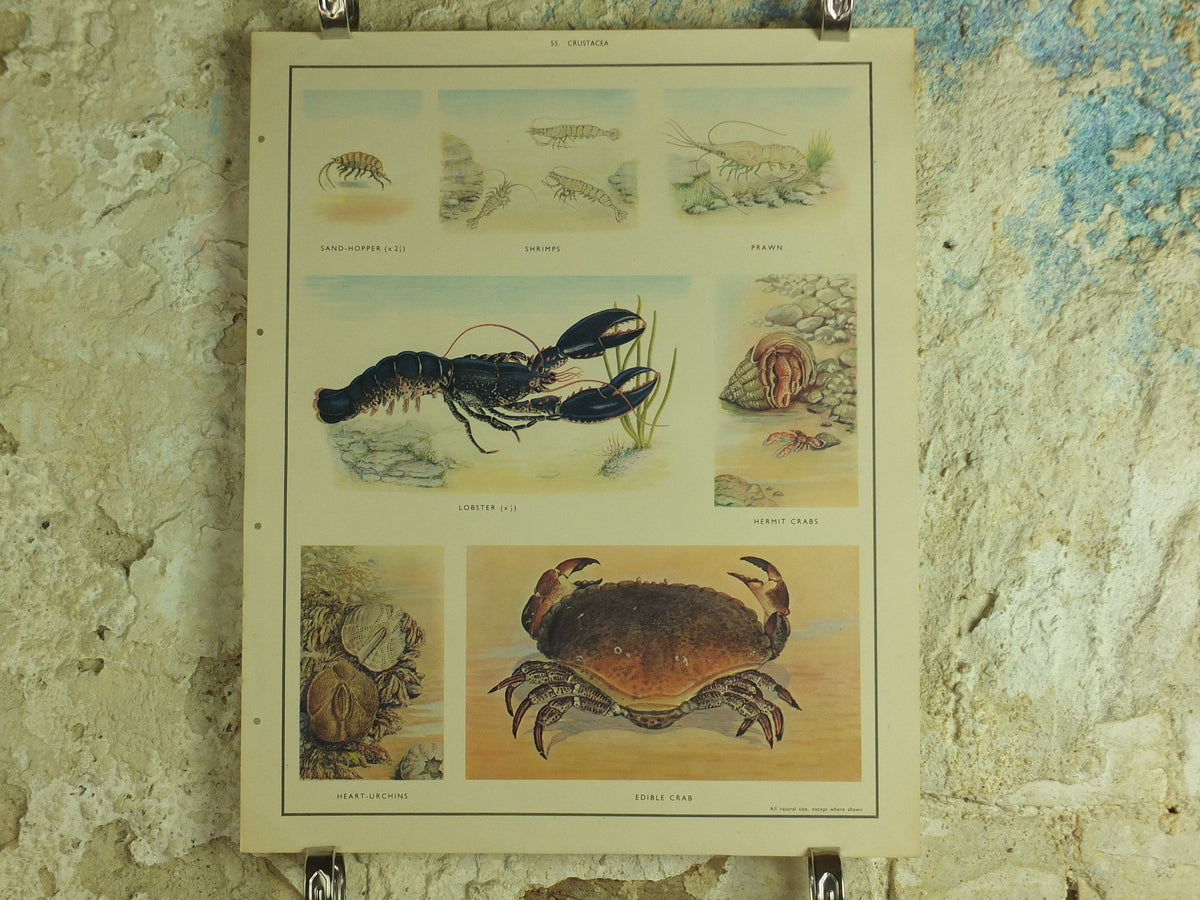 Original Vintage Macmillan Crustacea Nature Educational Poster Lobster Crab Urchin Prawn Shrimp Sandhopper print wall art Carcinology 1950s