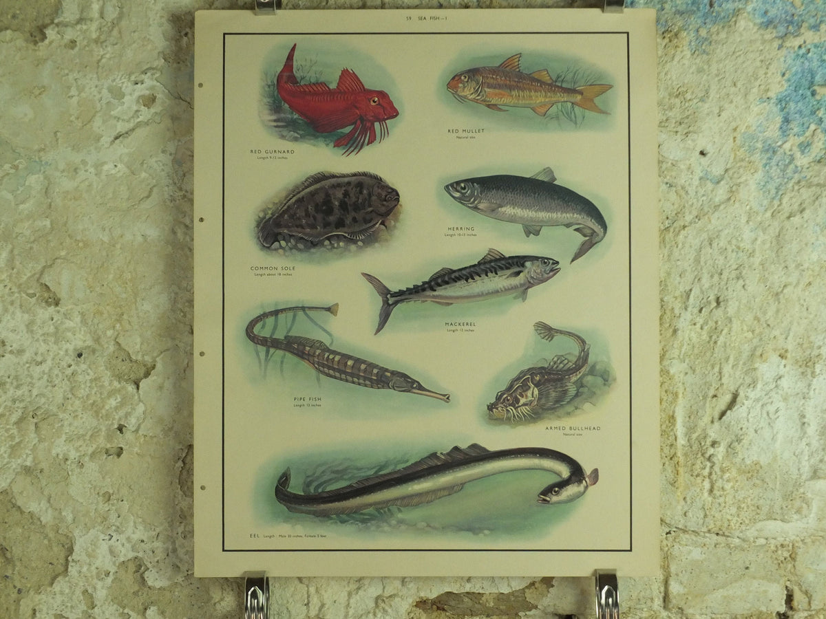 Original Vintage Macmillan Sea Fish Nature Educational Poster Gurnard Mullet Sole Herring Mackeral Eel Pipe Ichthyology print wall art 1950s
