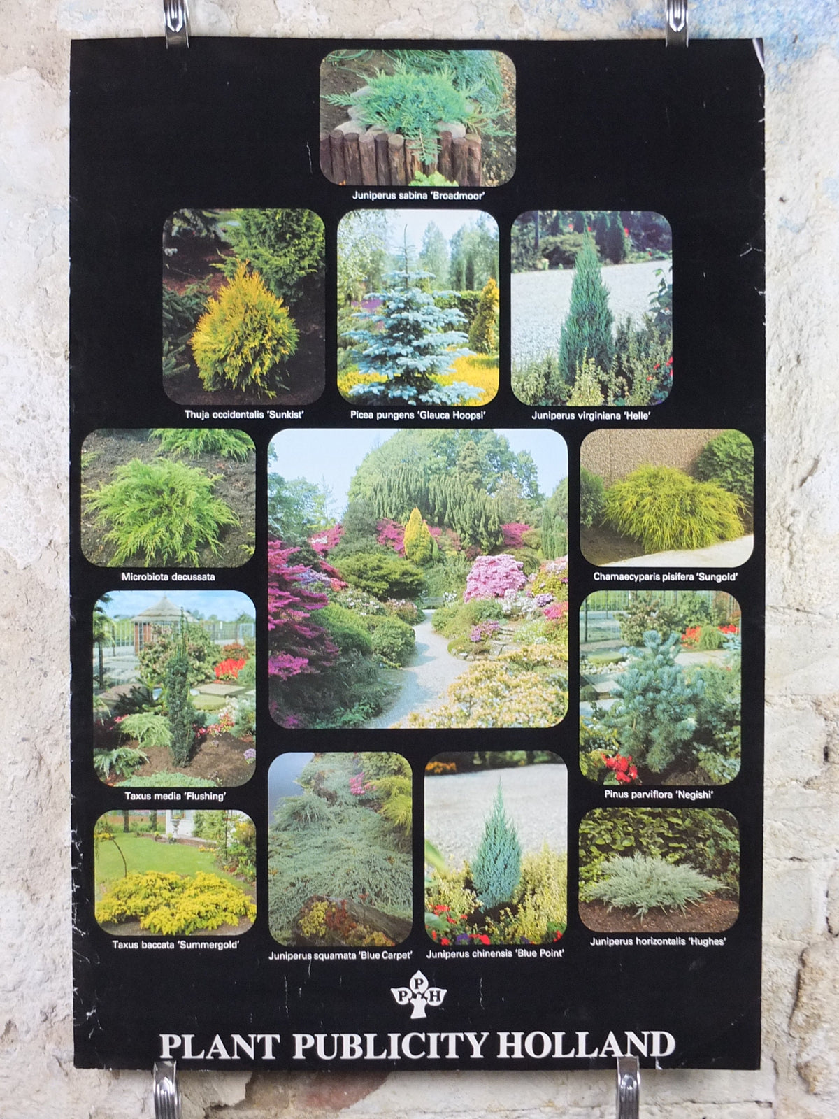 Botanical Dutch Poster, Plant Publicity Holland, Juniperus, Taxus, Thuja, wall art 1980s