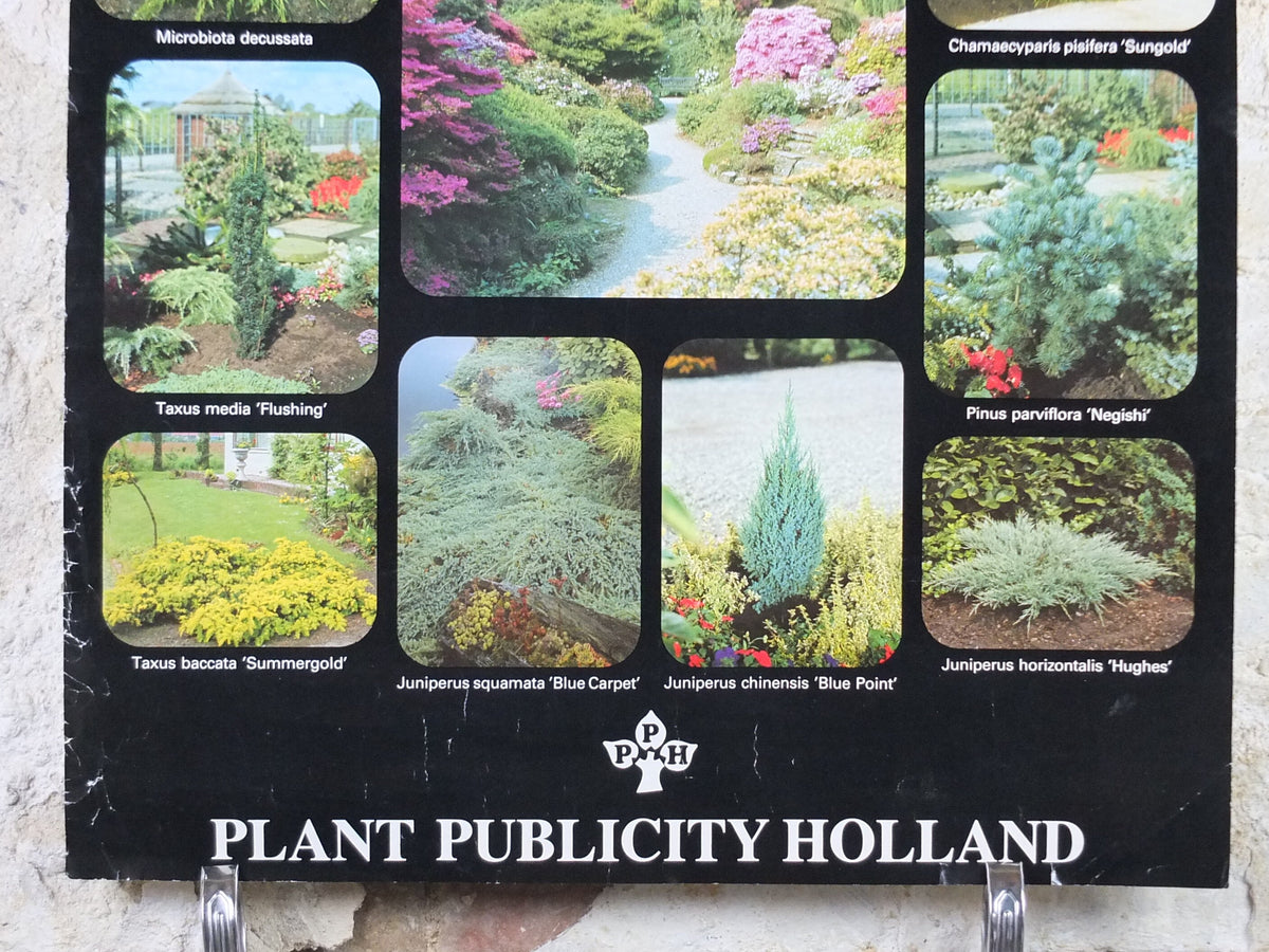 Botanical Dutch Poster, Plant Publicity Holland, Juniperus, Taxus, Thuja, wall art 1980s